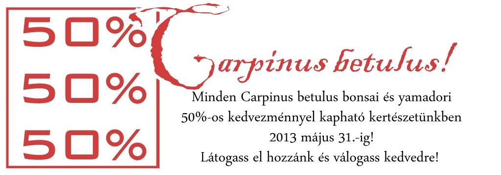 yamadori bonsai akcio carpinus betulus gyertyanokbol a marczika bonsai studioban 